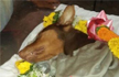 Heroic dog stabbed to death while saving his master from knife-wielding attacker in Mumbai